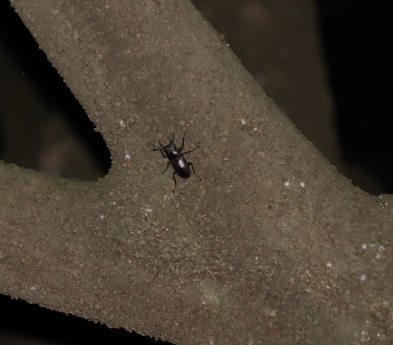 7箇所目（右側面ｰさらに上）_コクワガタ1♂_シラカシ_2023年7月4日20時5分 気温25度